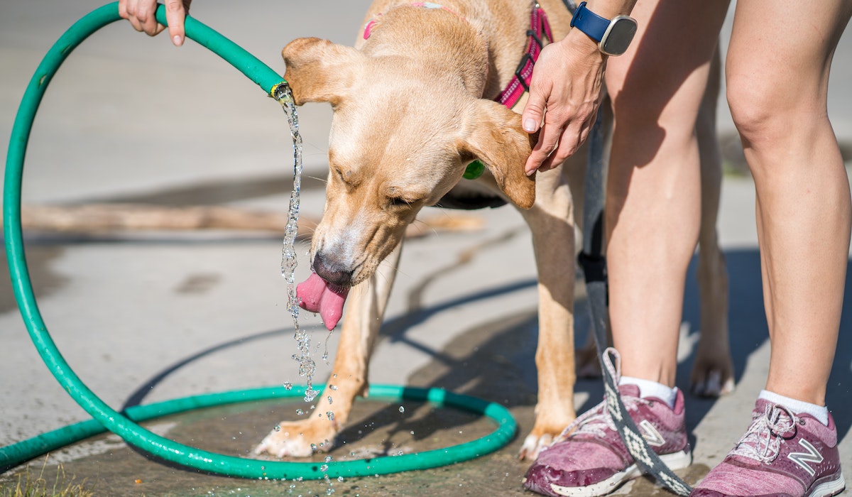 Cachorro bebendo água da mangueira