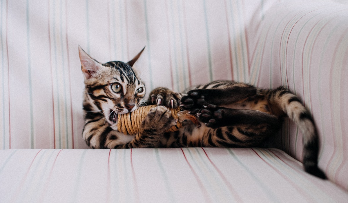 Gato com brinquedo feito de corda