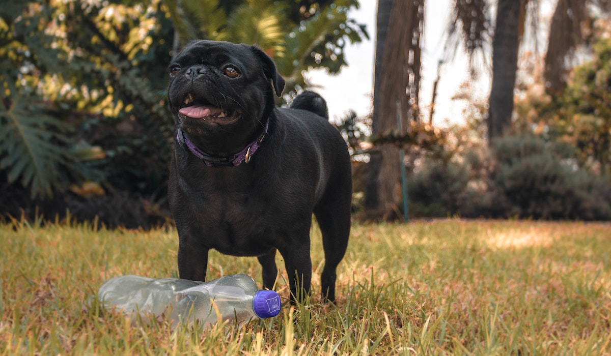 Pug brincando com garrafa de plástico