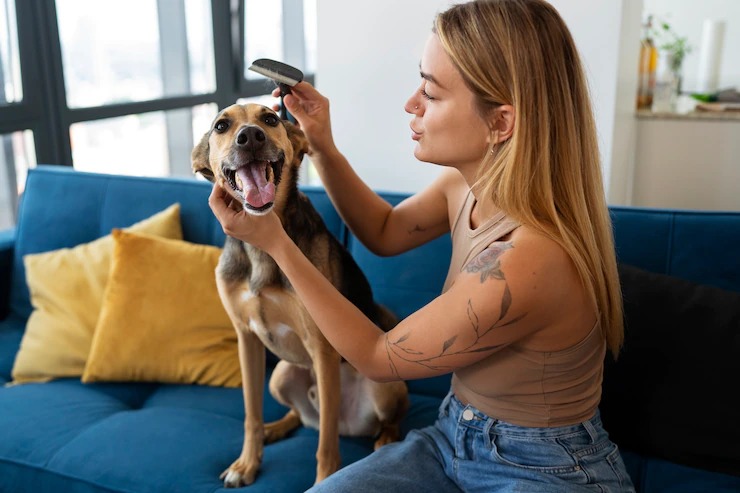 Escovação do pelo canino deve ser diária