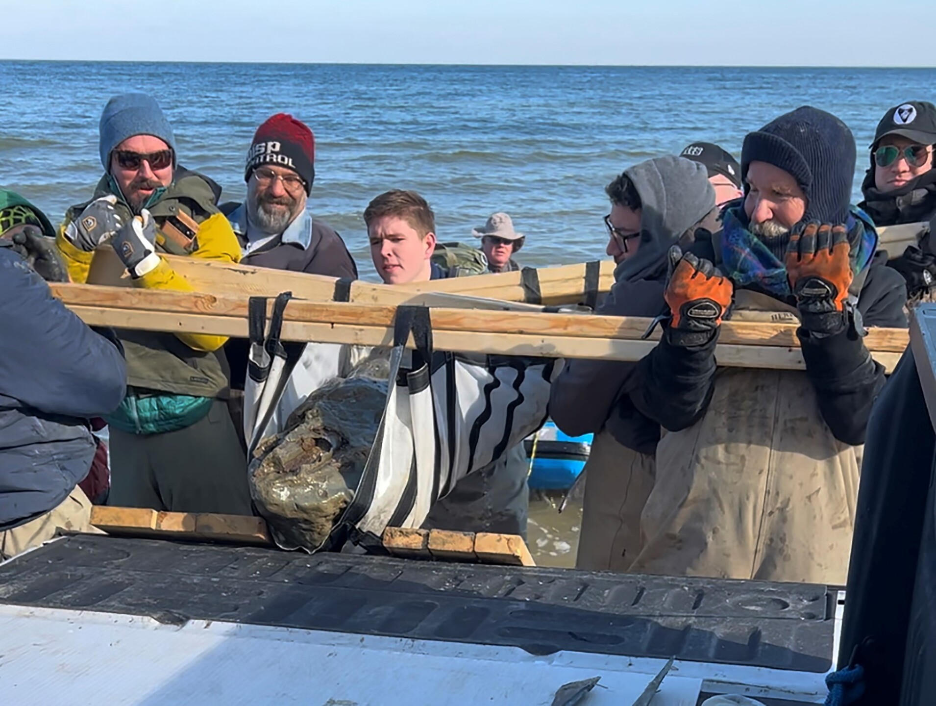 Membros do museu recuperando o crânio de baleia de 12 milhões de anos que foi encontrado ao longo de Calvert Cliffs em Maryland