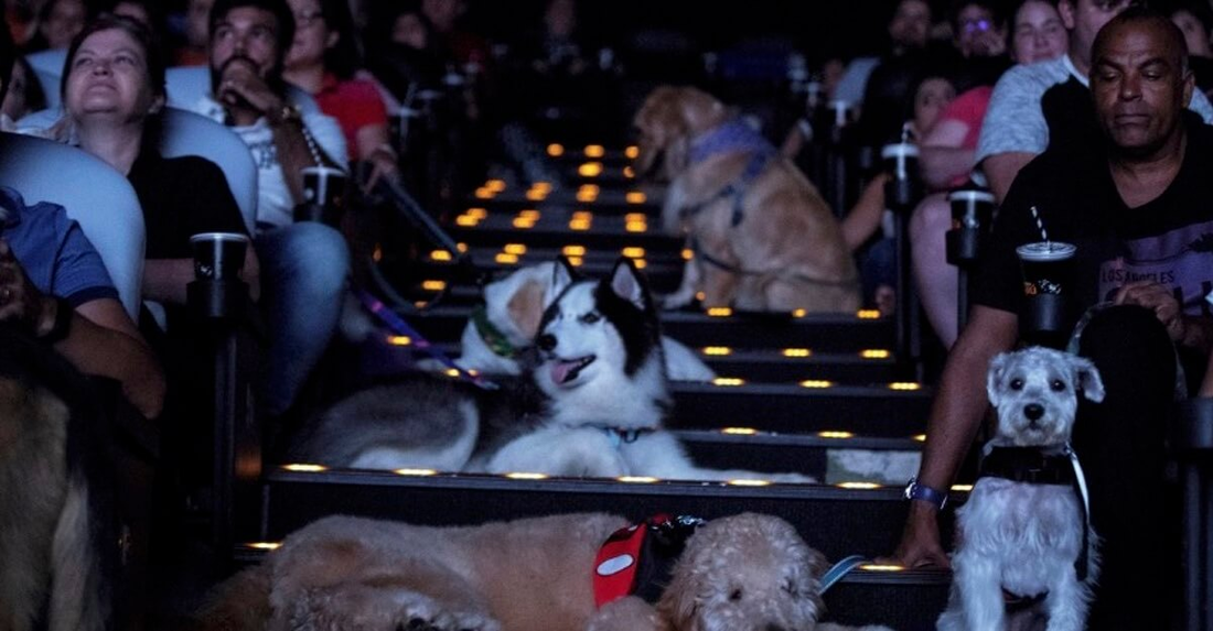 Cine Pets vai acontecer em shopping de Paulista