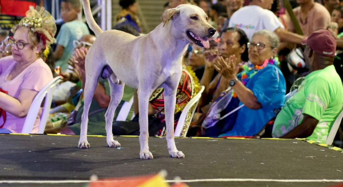 Cachorro no palco do concurso