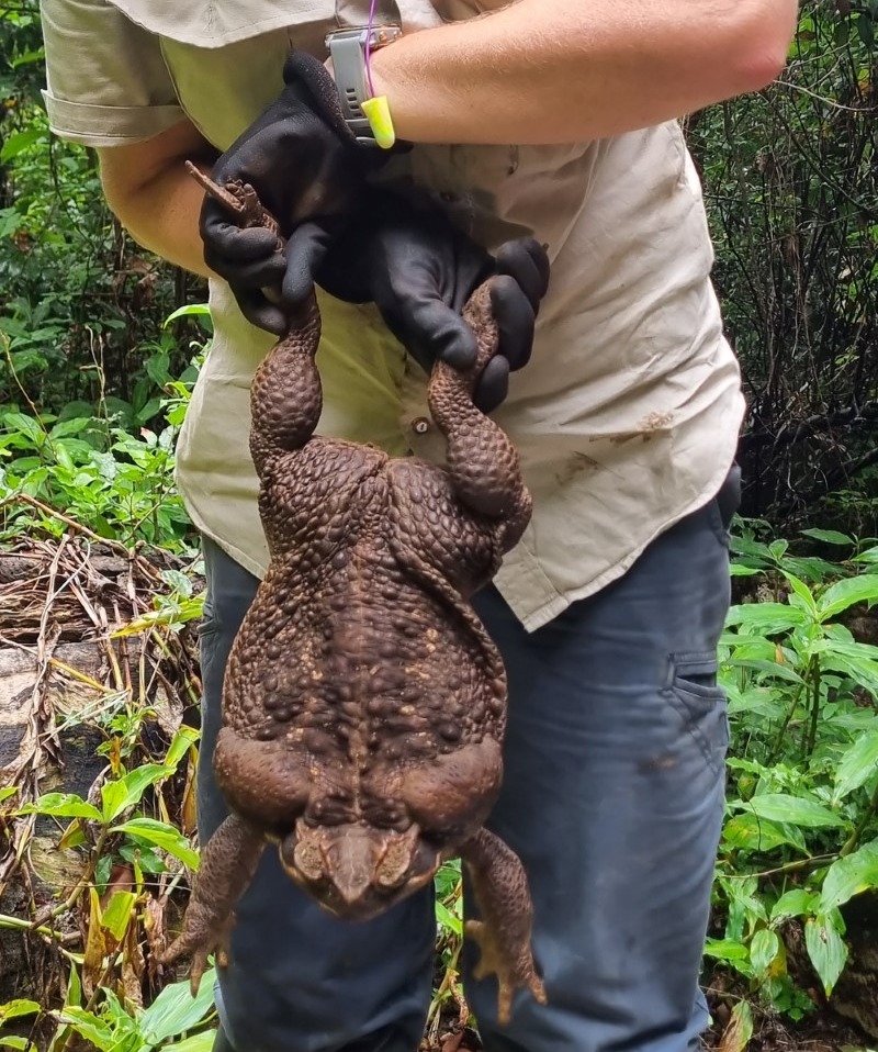 Sapo Cururu de quase 3kg é encontrado em parque nacional da Austrália