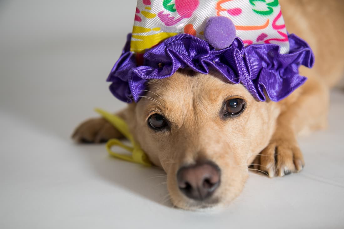 Confira dicas de cuidados com os bichinhos em época de carnaval