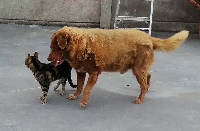 Bobi, Rafeiro alentejano de 30 anos que ganhou o título de cão mais velho do mundo com um de seus amigos felinos da família  