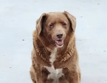 Bobi, Rafeiro alentejano de 30 anos que ganhou o título de cão mais velho do mundo