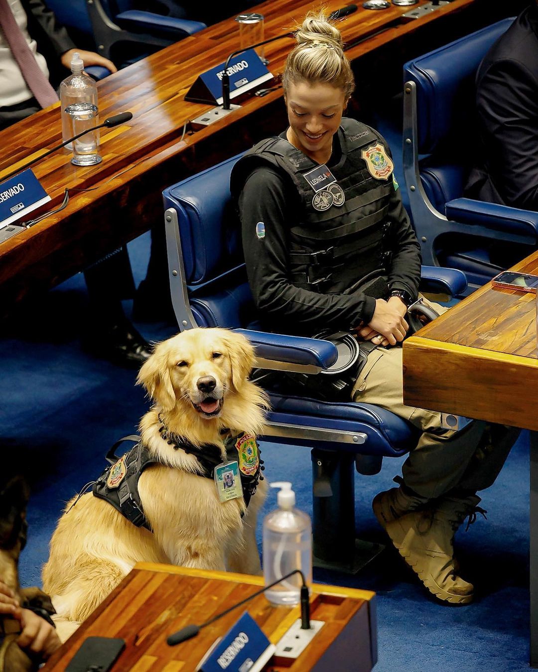 Cadela Margaux em dia de homenagem ao Policial Legislativo, na Câmara dos deputados