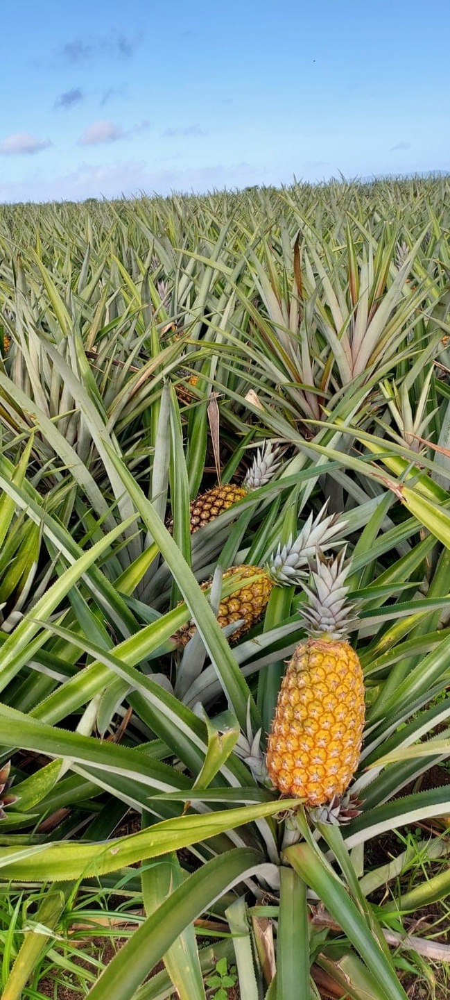 Pombos é o maior produtor de abacaxi de Pernambuco