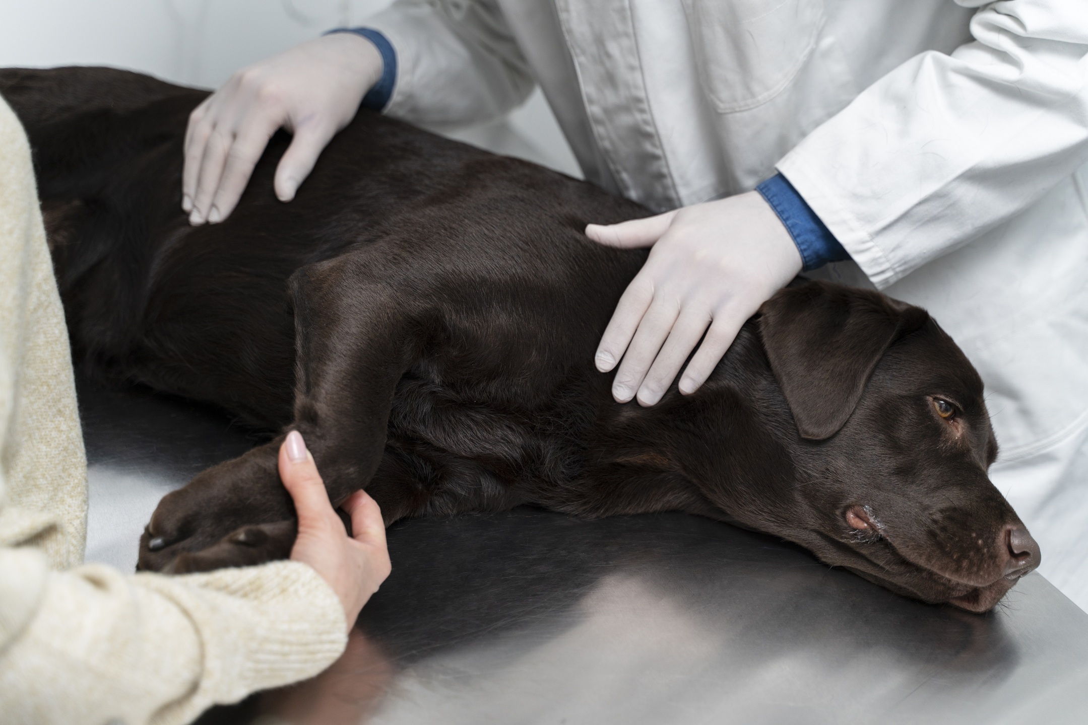 Cachorro em atendimento veterinário