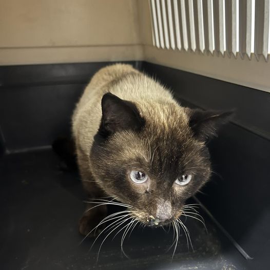 Gato foi resgatado de ponte em Lisboa, em Portugal