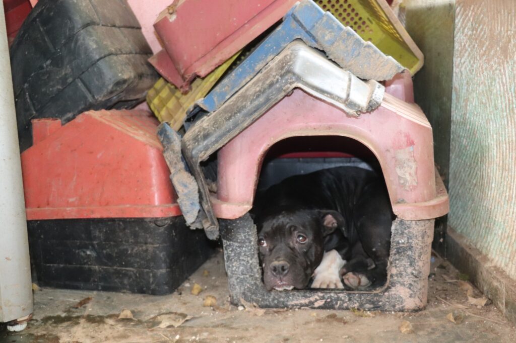 Cão encontrado em canil ilegal em Ribeirão Pires, em São Paulo