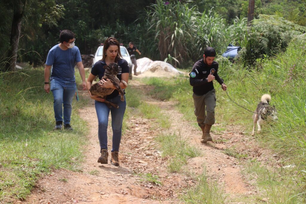 Cães são resgatados de canil ilegal em Ribeirão Pires, São Paulo