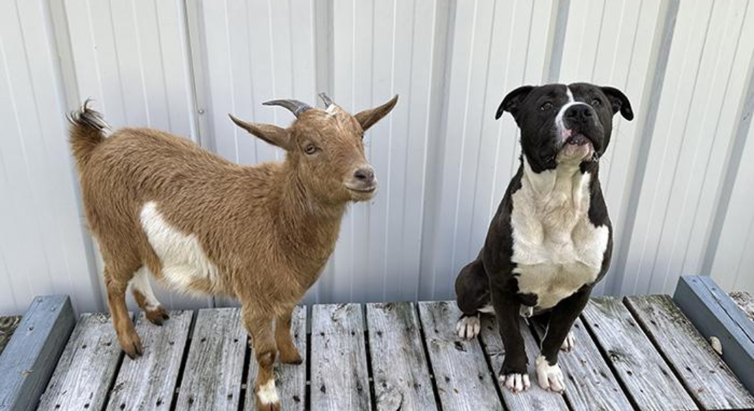 Cão Felix e cabra Cinnamon