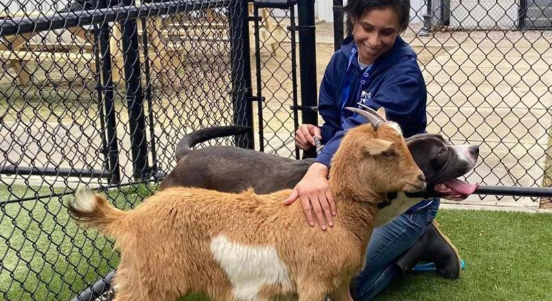 Cabra e cão são colocados para adoção juntos, animais são melhores amigos