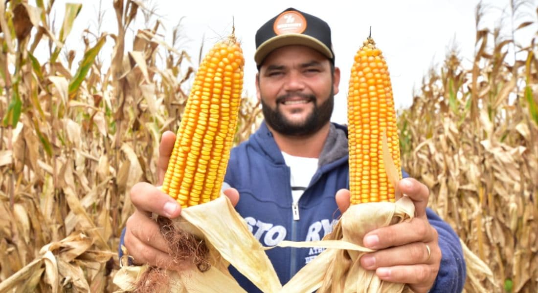 O Portal da Embrapa diz que, para se produzir milho de alta qualidade, é necessária uma chuva de 600 mililitros durante a lavoura, mas há cidades de Pernambuco onde se produz mais de 100 sacos com 50 milímetros de chuva