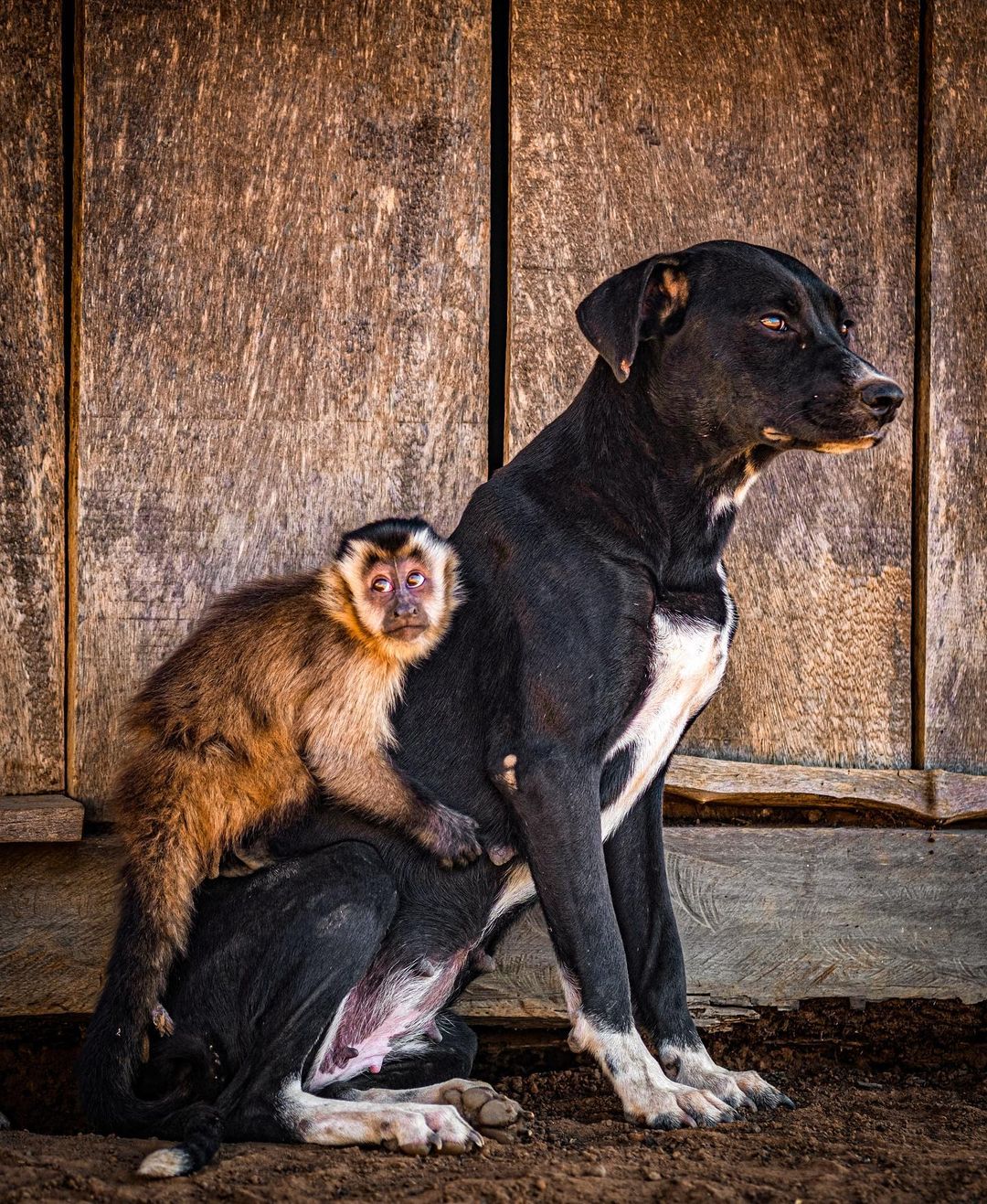 Cãozinho com macaco nas costas é flagrado em território indígena 