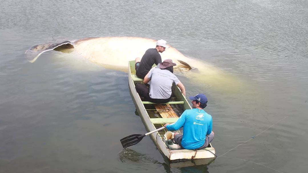 Pescadores encontram tubarão-baleia no ES