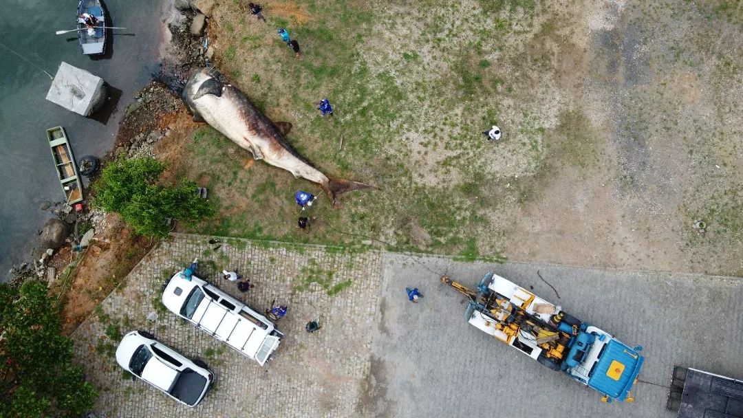 Tubarão-baleia é encontrado morto no Espírito Santo