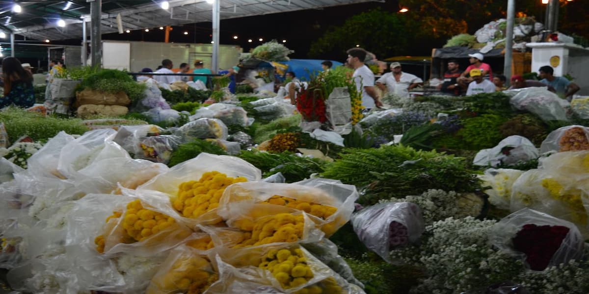 Reciflor Mulher começa às 5h, termina às 7h e tem muitas espécies de flores, especialmente de Gravatá