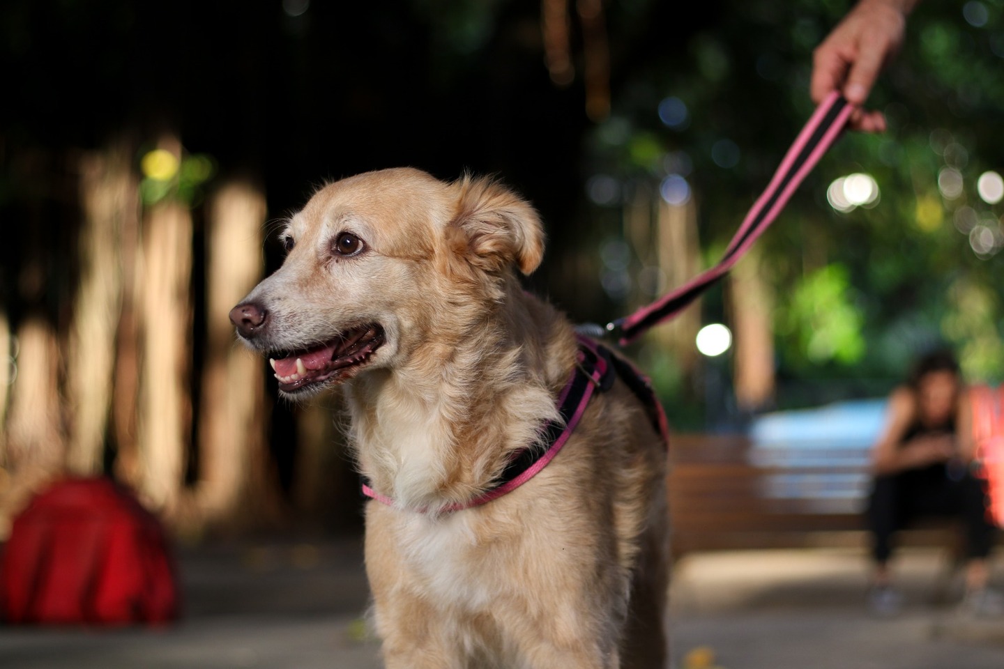 Nina, cadela Sem Raça Definida que já foi atacada por um cão que estava sem coleira