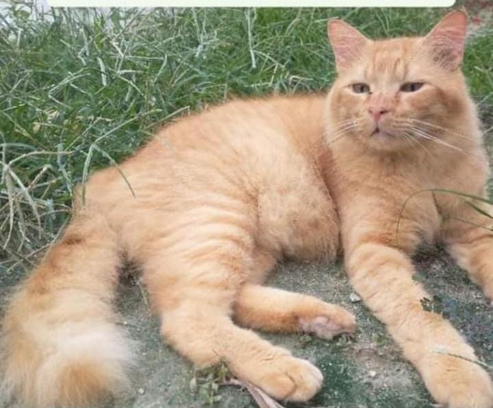 Mufasa, um dos gatinhos disponíveis para adoção