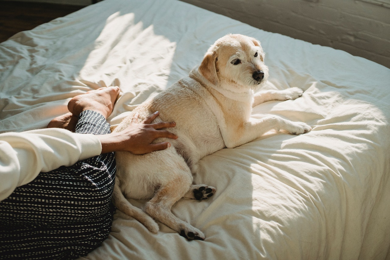 Conheça as melhores camas para cachorro de 2023