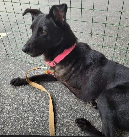 Saci, cãozinho de porte médio disponível para adoção no Camará Shopping