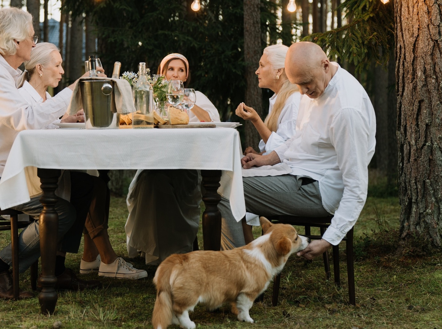 Cachorro pedindo comida