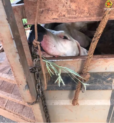 Cachorro encontrado em carreta de carro no DF