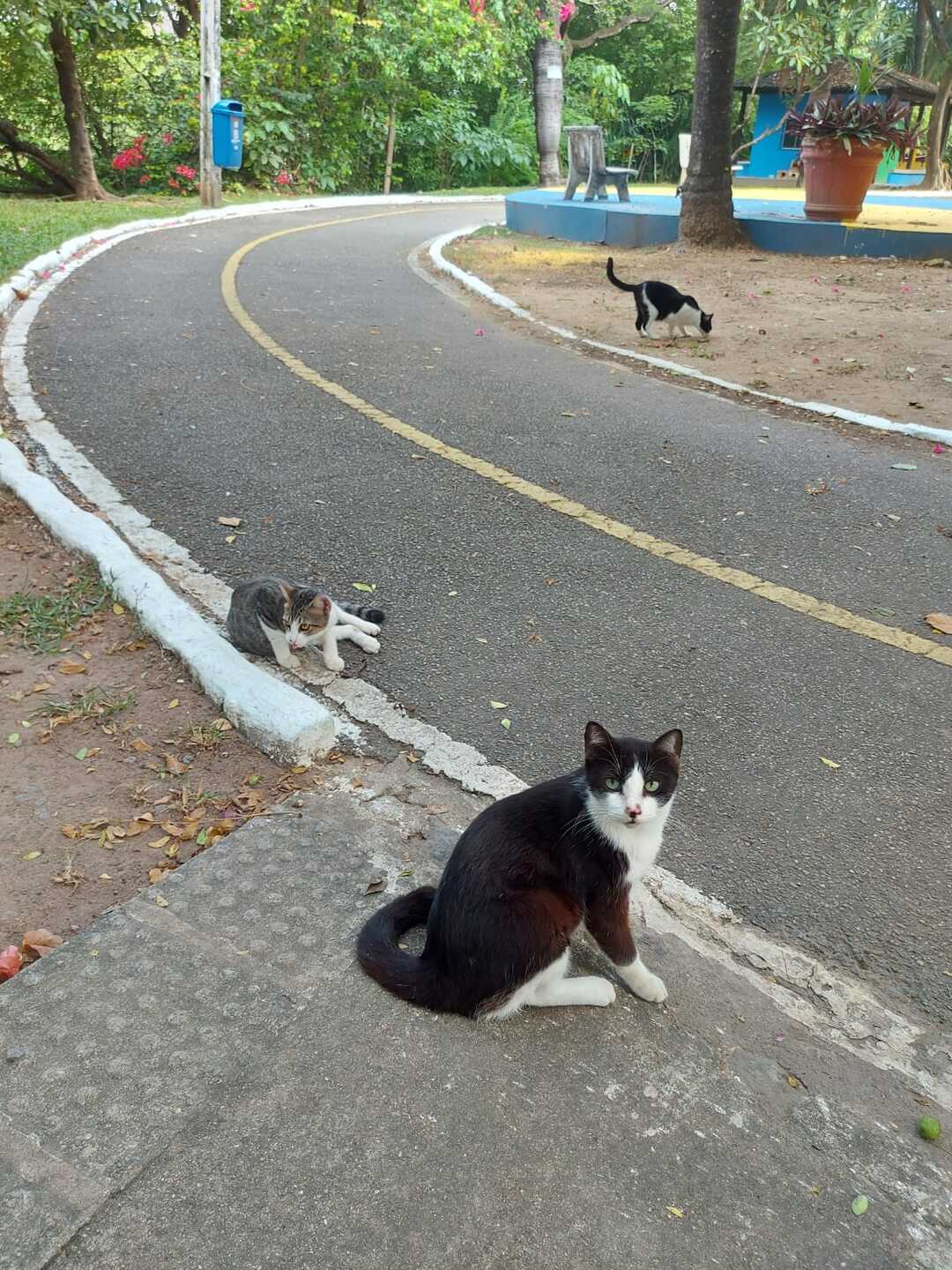 Gatinhos em situação de rua que são alimentados pelo Projeto Gatinhos Urbanos