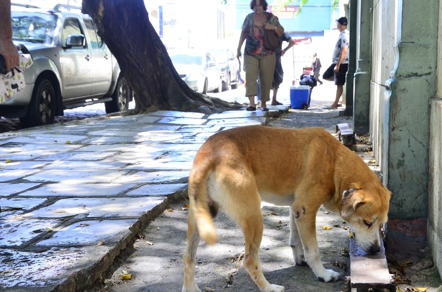 Cachorro em situação de rua 