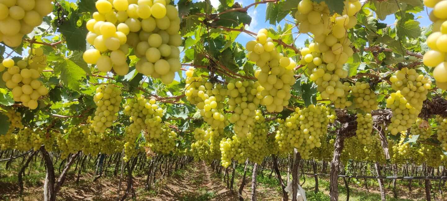 O Sertão de Pernambuco é uma das regiões que mais produz uvas no Brasil