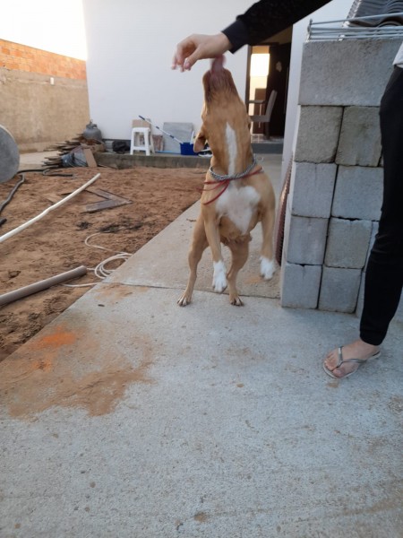 Cadela resgatada de bloco de concreto