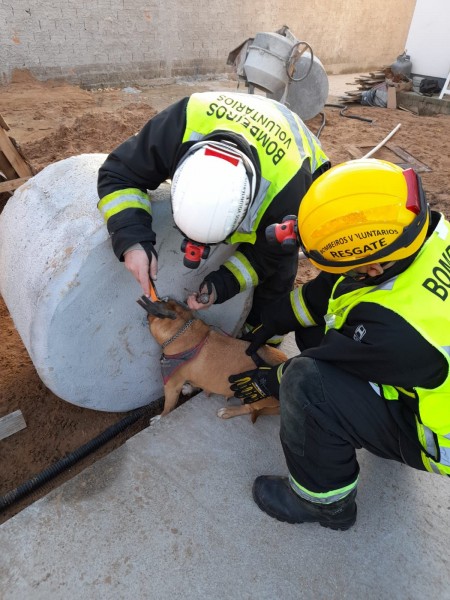 Resgate de cadela que ficou presa em bloco de concreto em Santa Catarina