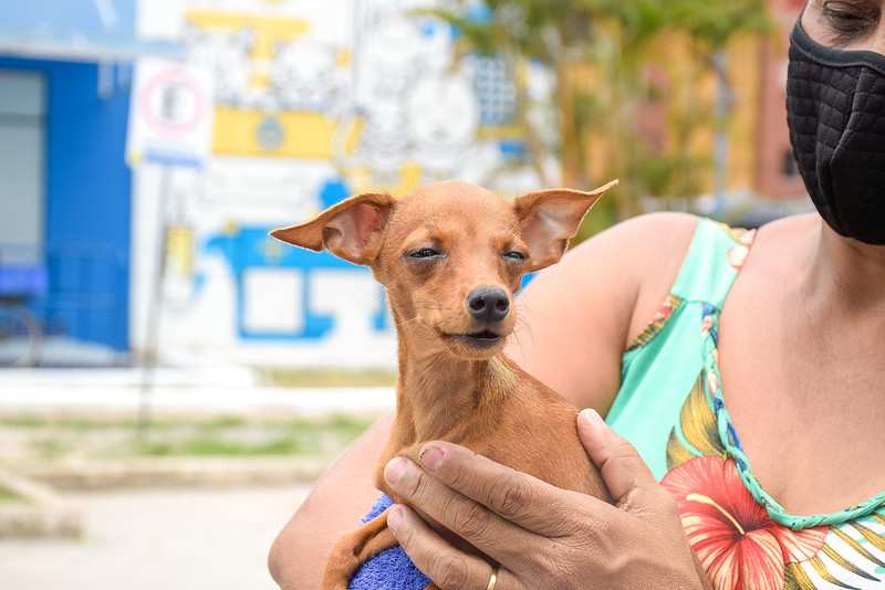 Cachorro aguardando atendimento no Hospital Veterinário do Recife 