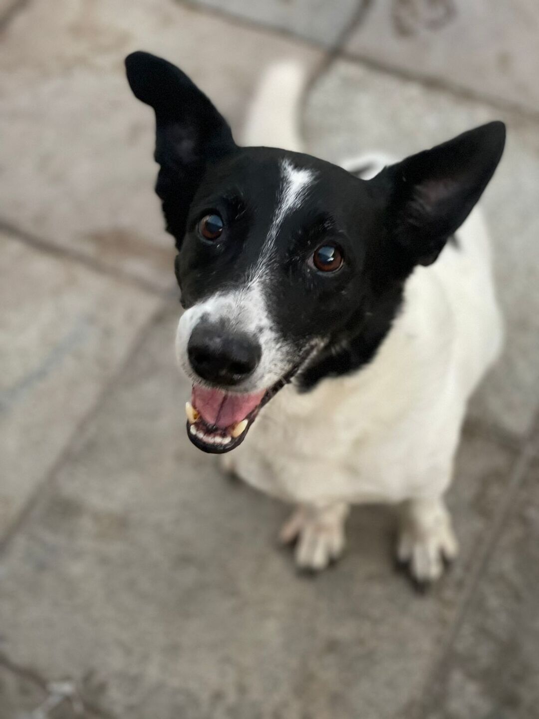 Cachorro que estará disponível para adoção no Camará Shopping neste sábado (27)