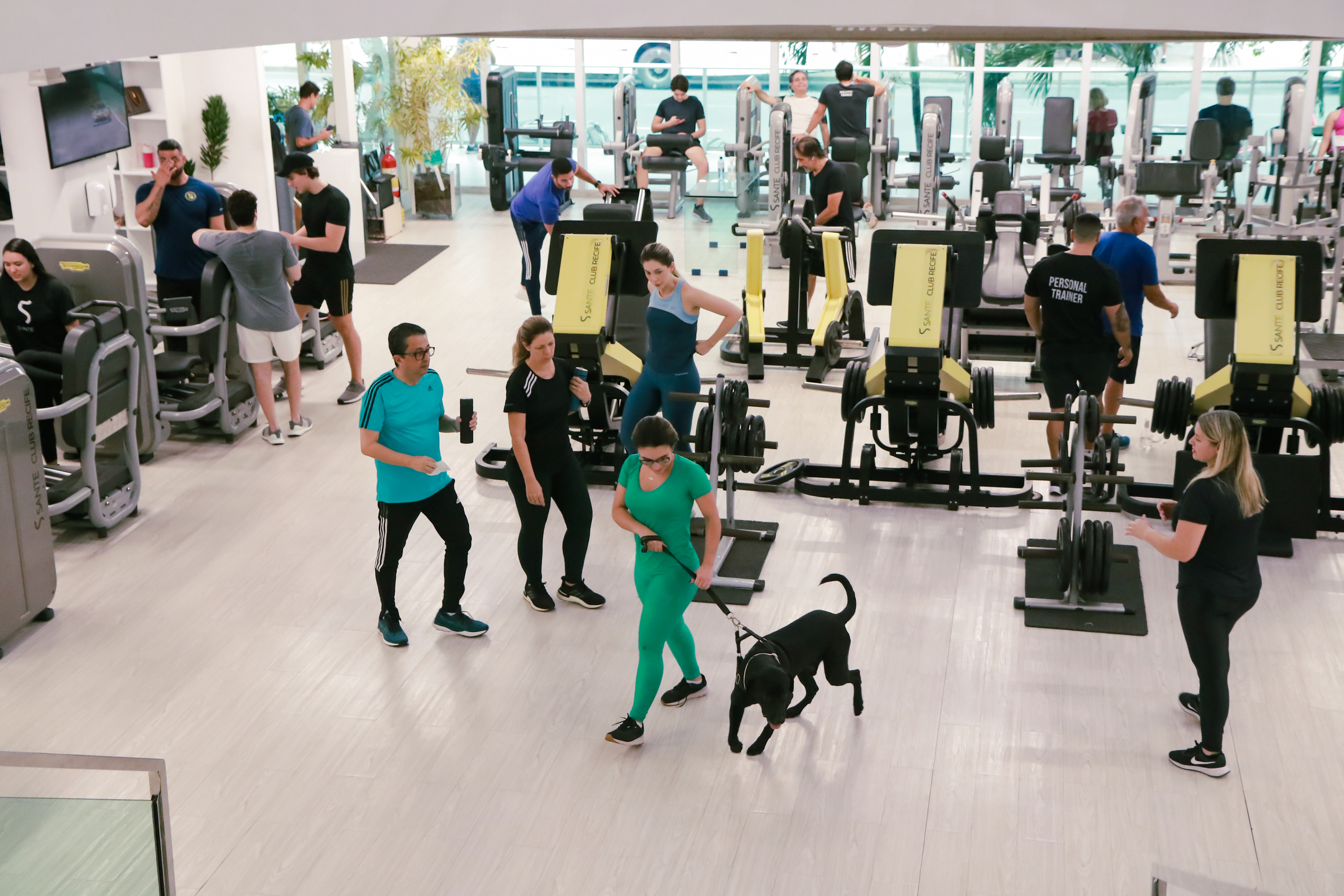 Santino, cãozinho adotado pela academia Santé