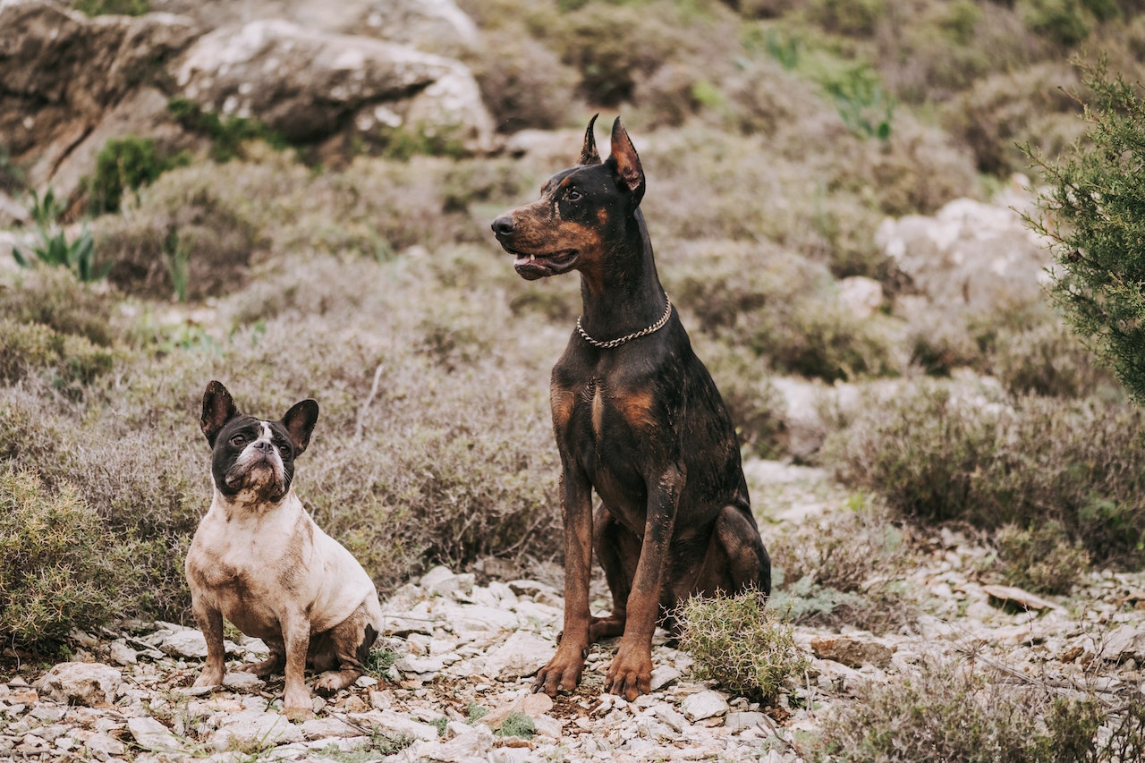 Buldogue francês e Doberman  