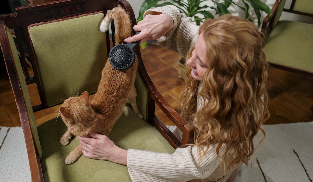 Tutora escova pelagem de gato