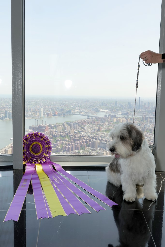 Petit Basset Griffon vence exposição anual de cães em Nova York