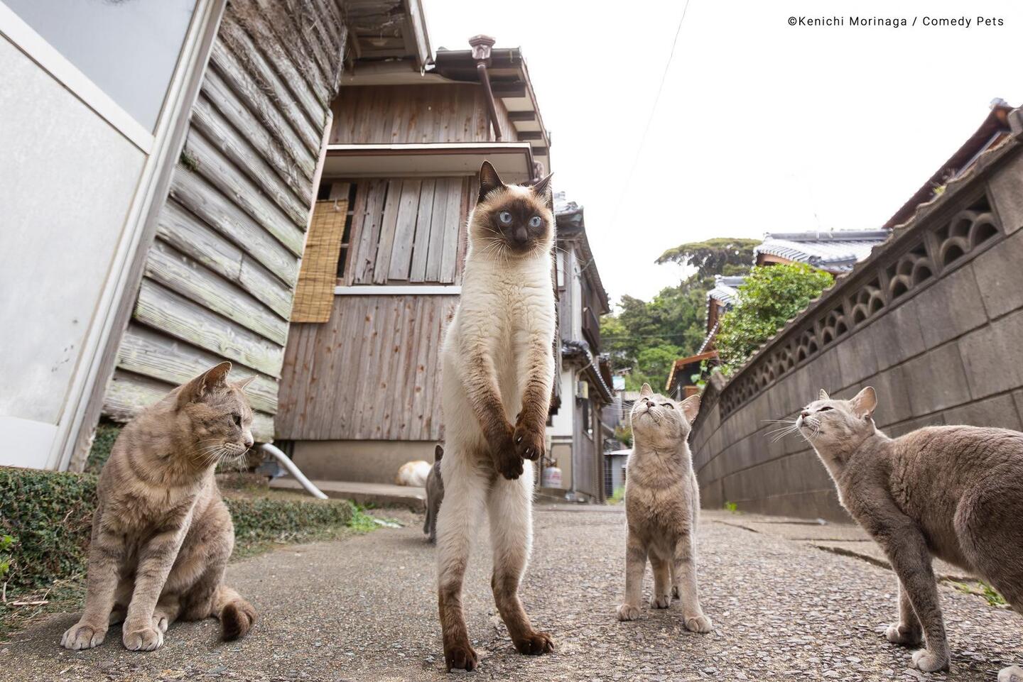 Concurso escolhe fotos de pet mais engraçadas do mundo