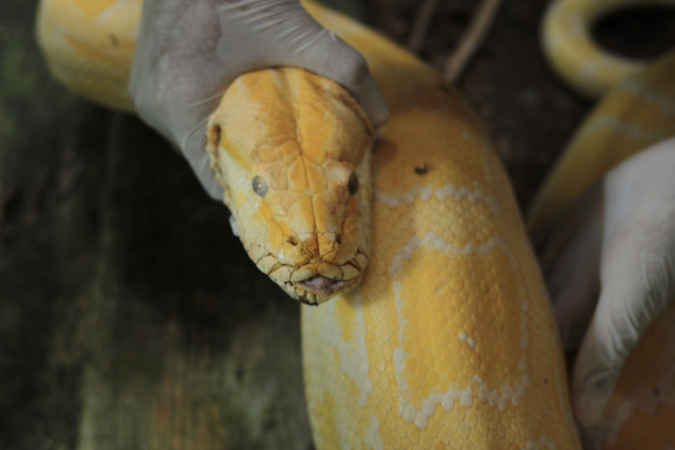 Galego, serpente píton do Parque Estadual Dois Irmãos