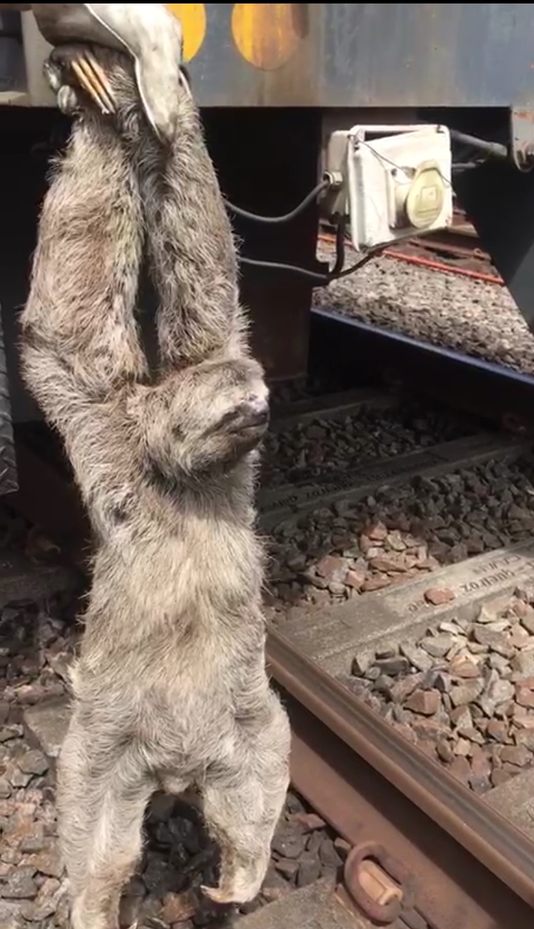 Bicho preguiça é resgatado dos cabos da Linha Centro do Metrô do Recife