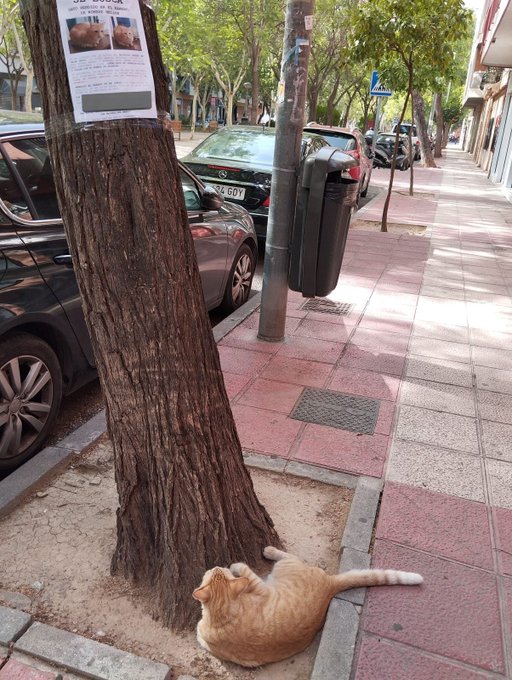 Gato desaparecido reaparece encarando seu cartaz de procura-se