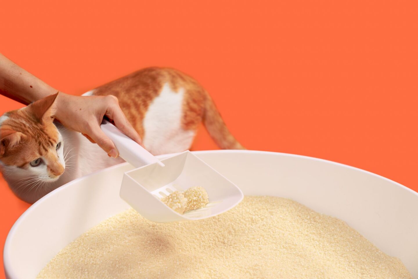 caixa de areia para gato em Promoção na Shopee Brasil 2023