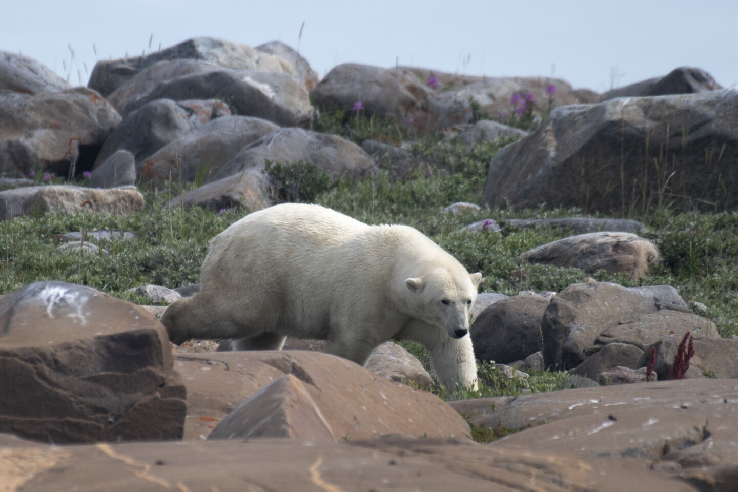 Urso polar