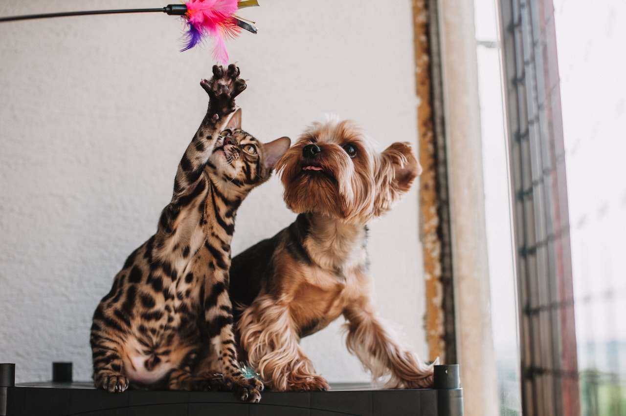 Cão e gato brincando juntos