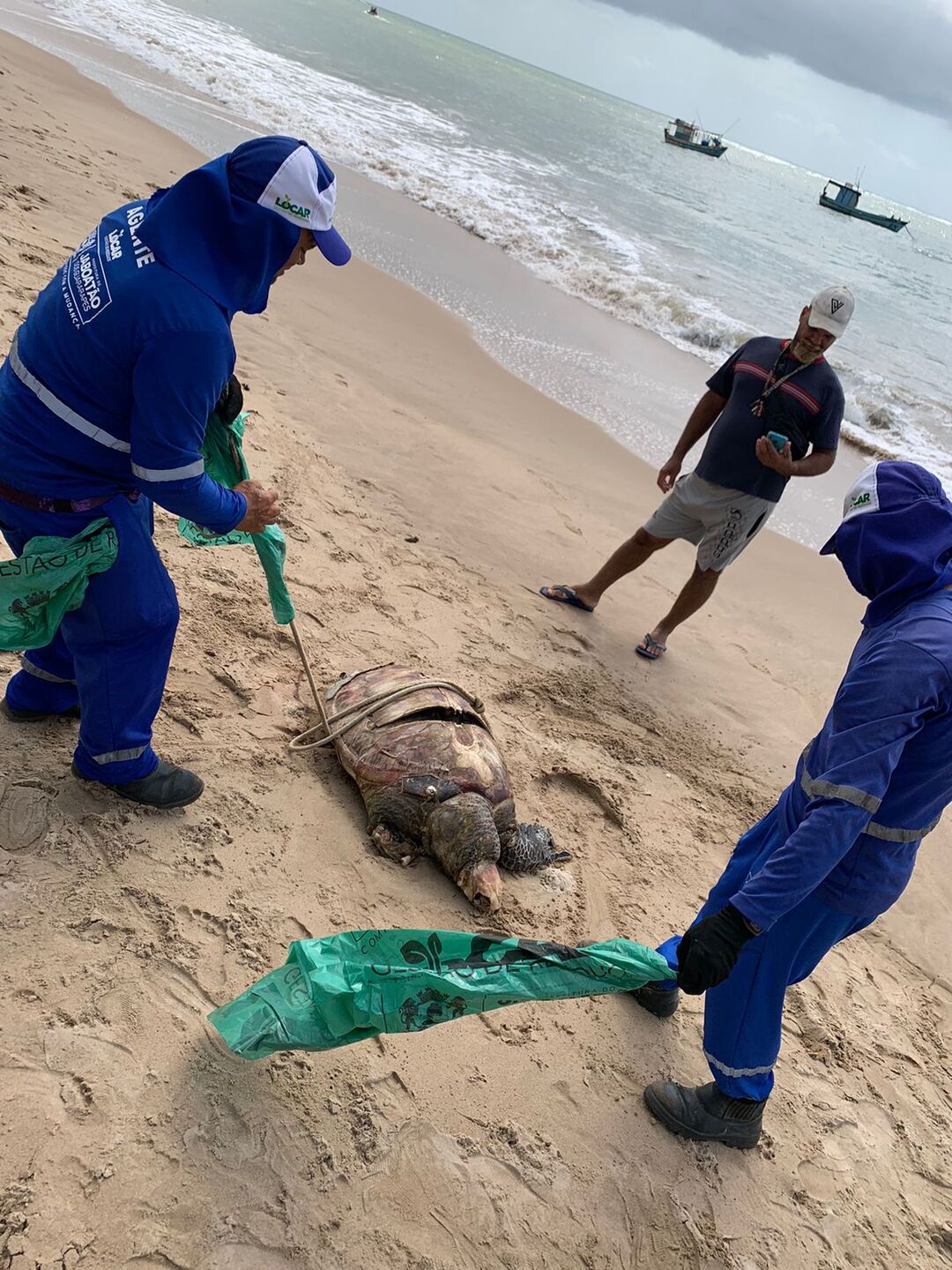 Tartaruga morta encontrada na praia de Candeias