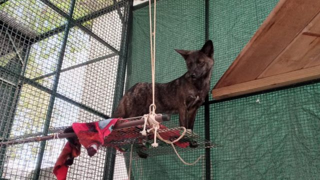  Cruzamento entre cão e graxaim-do-campo é identificado no Rio Grande do Sul